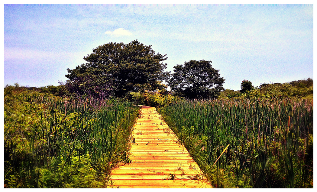 Wooden Planks